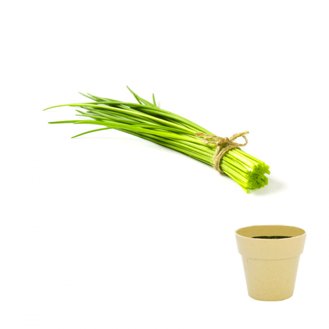 KIT DE PLANTATION BIODÉGRADABLE PERSONNALISÉ 'ARROSY' - ciboulette