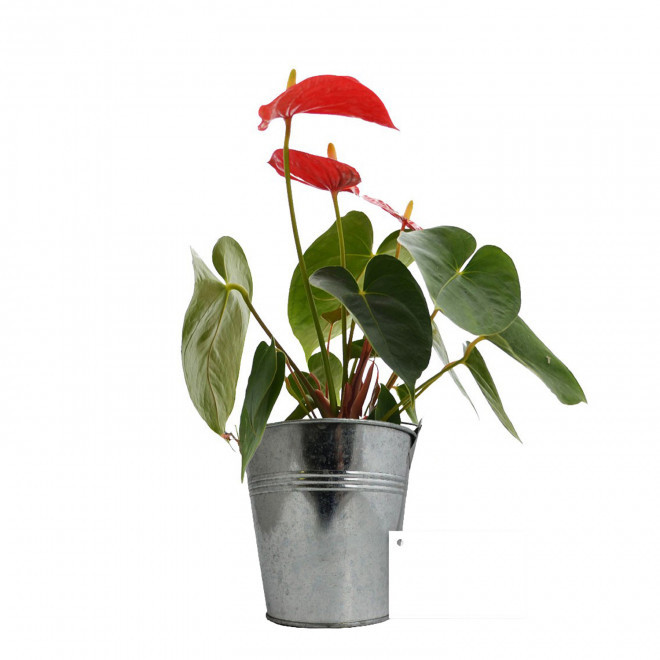 GRANDE PLANTE EN POT DE ZINC PERSONNALISABLE 'LUMIFO' - Anthurium