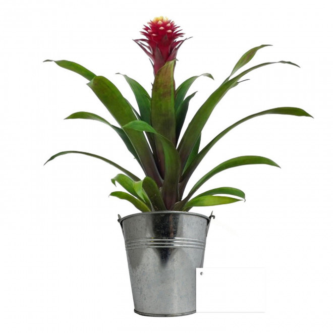 GRANDE PLANTE EN POT DE ZINC PERSONNALISABLE 'LUMIFO' - Guzmania