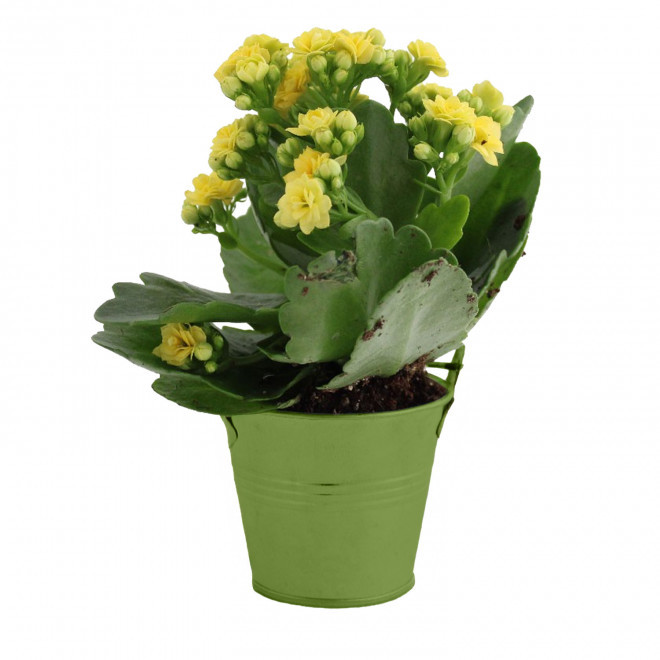 MINI PLANTE FLEURIE EN POT TERRE PERSONNALISABLE 'LIMIFO' - vert