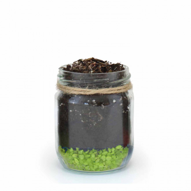 MINI PLANTES DEPOLLUANTES PERSONNALISABLES MIF 'ALORA' - vert