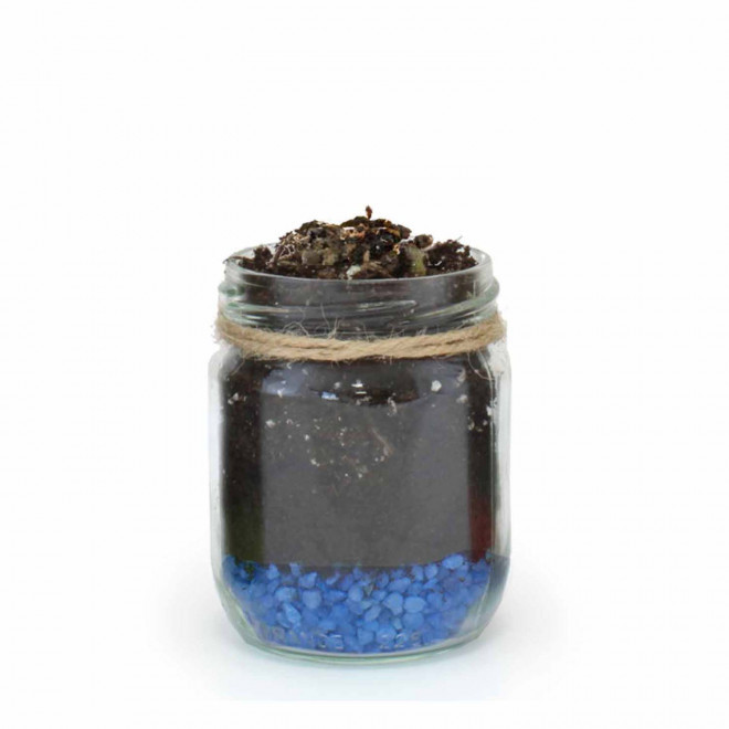 MINI PLANTES DEPOLLUANTES PERSONNALISABLES MIF 'ALORA' - bleu