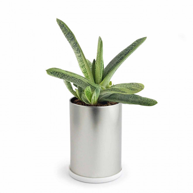 CANETTE À PLANTE DÉPOLLUANTE PERSONNALISABLE 'PLANTY' - Gasteria Dragon Skin