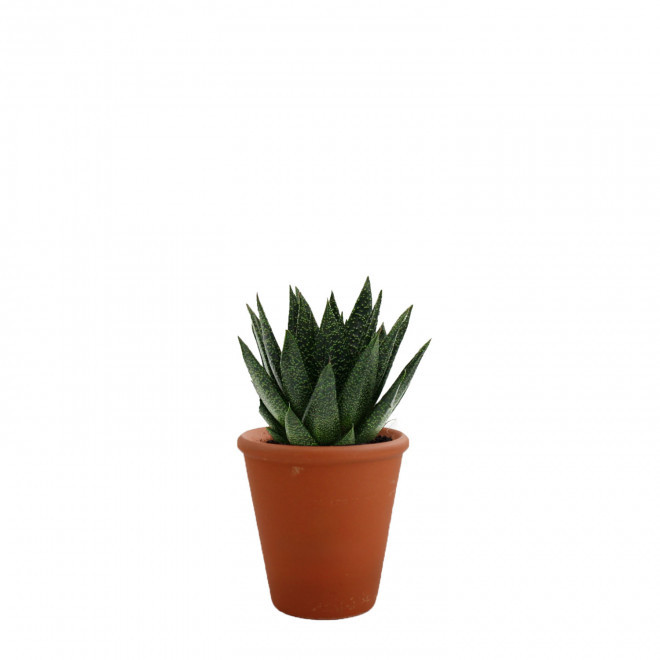 GRANDE PLANTE PERSONNALISABLE EN POT TERRE CUITE 'LUMIFO' - Gasteria D. Due