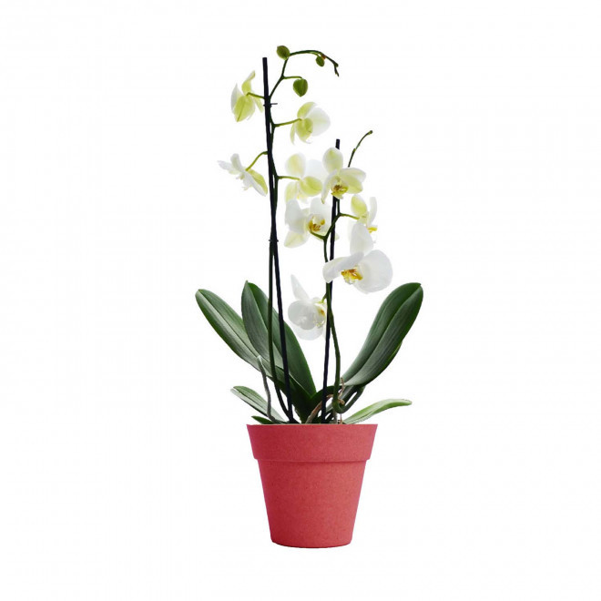 ORCHIDEE PERSONNALISABLE EN POT COLORE 'ORHIDEE' - rouge/blanc