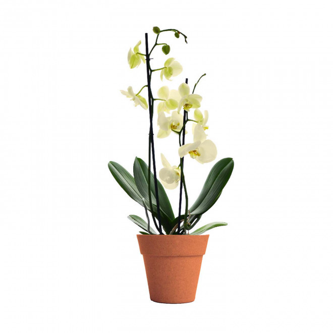 ORCHIDEE PERSONNALISABLE EN POT COLORE 'ORHIDEE' - orange/jaune