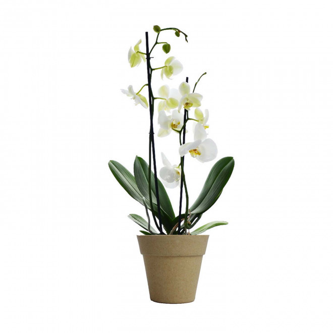 ORCHIDEE PERSONNALISABLE EN POT COLORE 'ORHIDEE' - beige/blanc