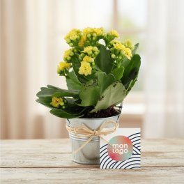 MINI PLANTE FLEURIE EN POT TERRE PERSONNALISABLE 'LIMIFO'