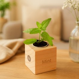 KIT DE PLANTATION CUBE EN BOIS PERSONNALISABLE 'HAZIA'