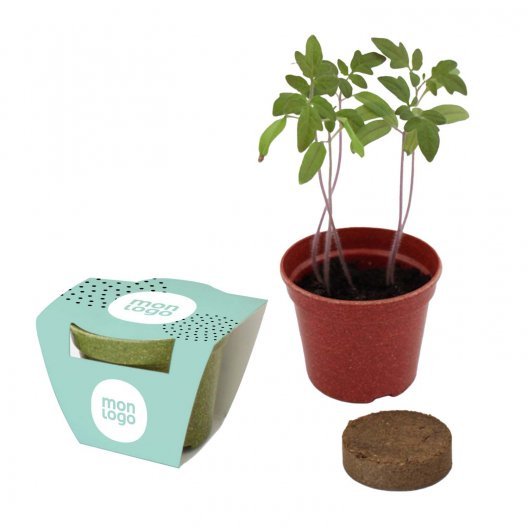 KIT PLANTATION PAILLE RIZ PERSONNALISABLE 'ARROSY COLOR'