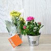 MINI PLANTE FLEURIE EN POT TERRE PERSONNALISABLE 'LIMIFO'