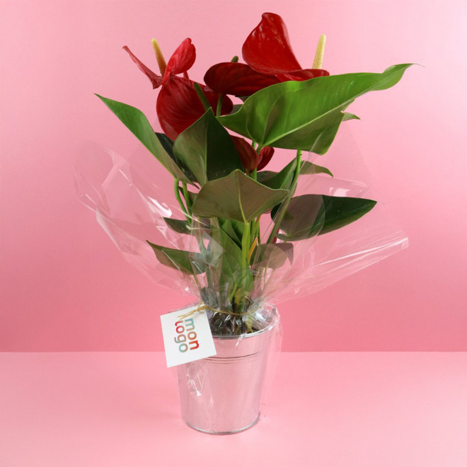 GRANDE PLANTE EN POT DE ZINC PERSONNALISABLE 'LUMIFO'