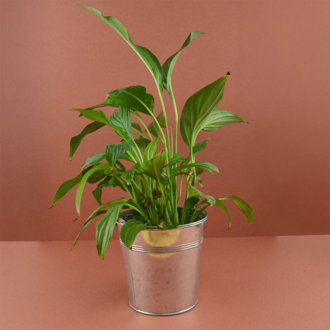 GRANDE PLANTE EN POT DE ZINC PERSONNALISABLE 'LUMIFO'