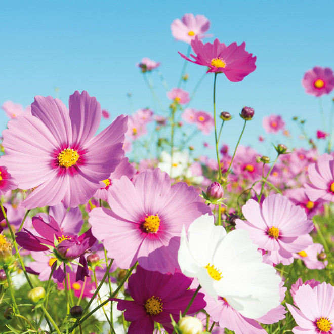 CARTE PERSONNALISABLE AVEC 3 SACHETS DE GRAINES 'KARTA'