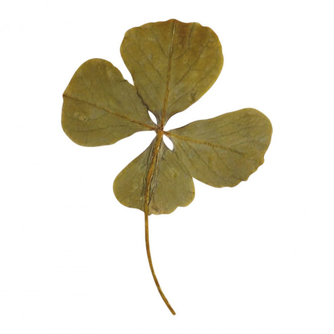 CARTE DE VOEUX PERSONNALISÉE AVEC TRÈFLE À 4 FEUILLES 'APILA'