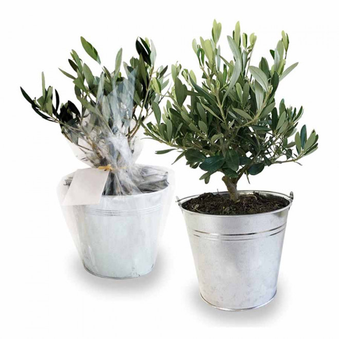 OLIVIER EN POT ZINC PERSONNALISABLE 'OLIVIAN'