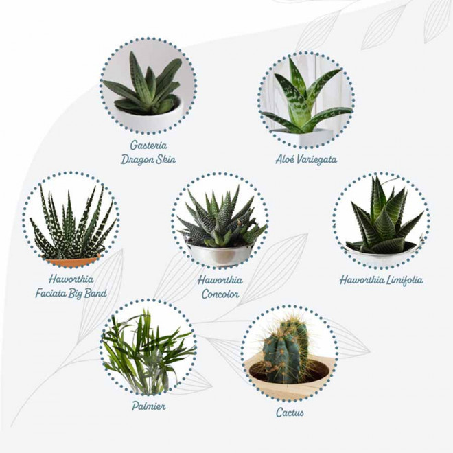 CUBE EN BOIS PERSONNALISABLE AVEC PLANTE OU ARBRE 'HARWOR'