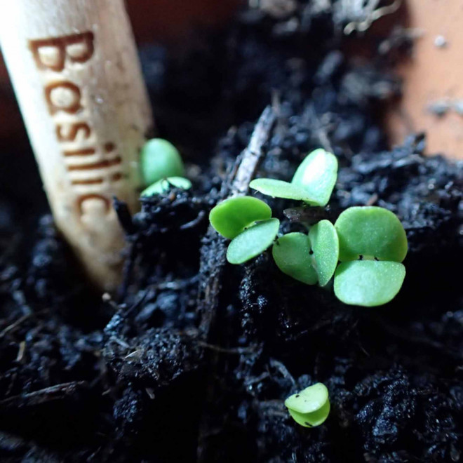 CRAYON GRAINES PERSONNALISÉ CARTONNETTE 'POUSS'
