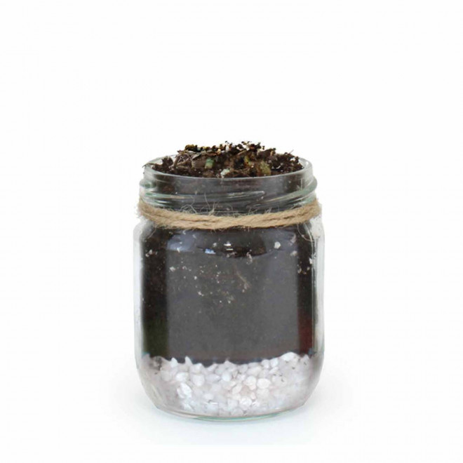 MINI PLANTES DEPOLLUANTES PERSONNALISABLES MIF 'ALORA' - blanc