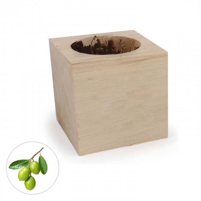 CUBE EN BOIS PUBLICITAIRE AVEC PLANTE OU ARBRE 'HARWOR' - mini olivier