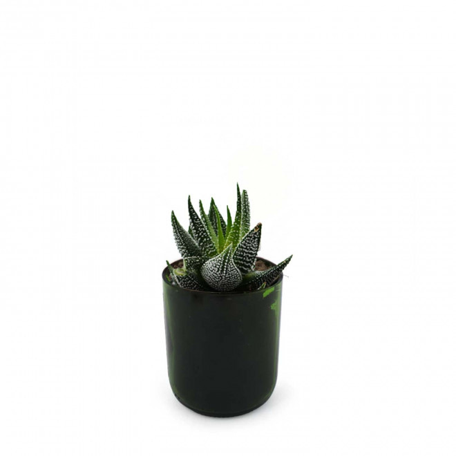 PLANTE POT EN BOUTEILLE RECYCLE PERSONNALISEE 'PINO' - h_concolor