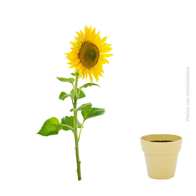 KIT DE PLANTATION BIODÉGRADABLE PERSONNALISÉ 'ARROSY' - tournesol