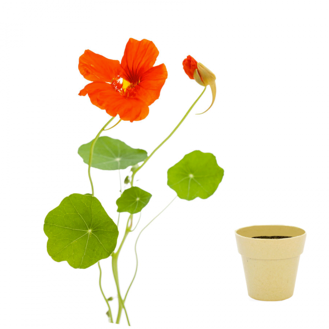 KIT DE PLANTATION BIODÉGRADABLE PERSONNALISÉ 'ARROSY' - capucine