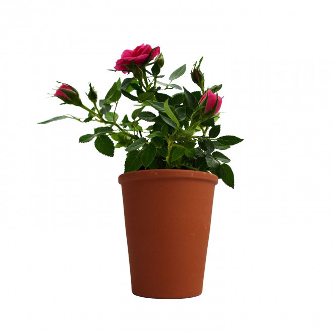 MINI PLANTE FLEURIE EN POT TERRE PERSONNALISABLE 'LIMIFO' - rosier