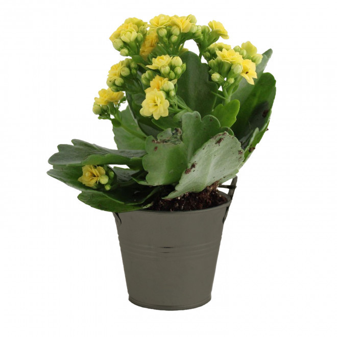 MINI PLANTE FLEURIE EN POT TERRE PERSONNALISABLE 'LIMIFO' - gris