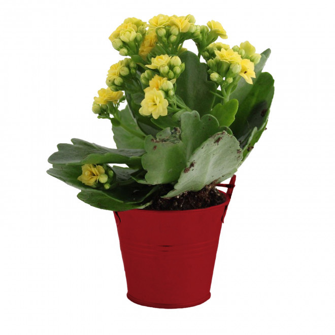 MINI PLANTE FLEURIE EN POT TERRE PERSONNALISABLE 'LIMIFO' - rouge