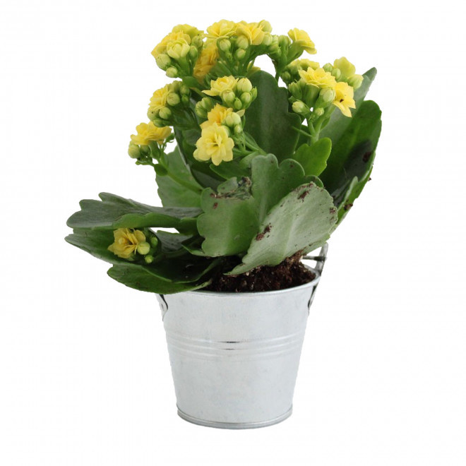 MINI PLANTE FLEURIE EN POT TERRE PERSONNALISABLE 'LIMIFO' - gris argenté