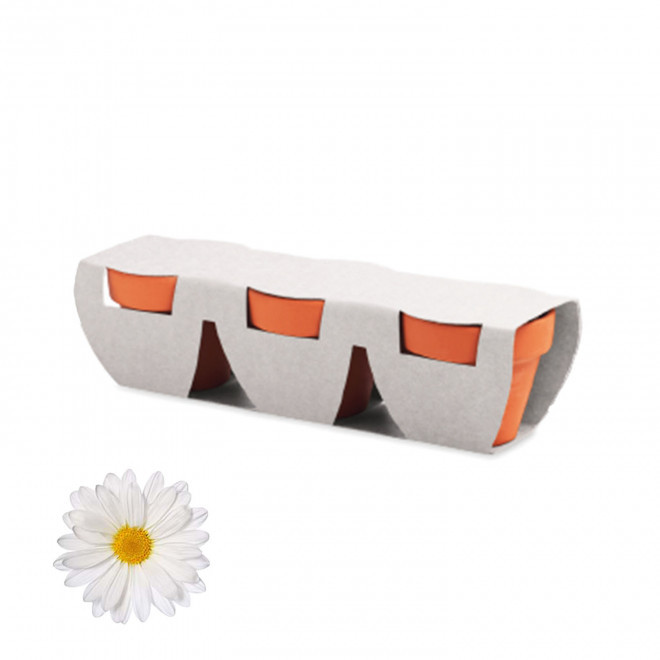 KIT DE PLANTATION PERSONNALISABLE 'POPPY QUADRI TRIO' - marguerite