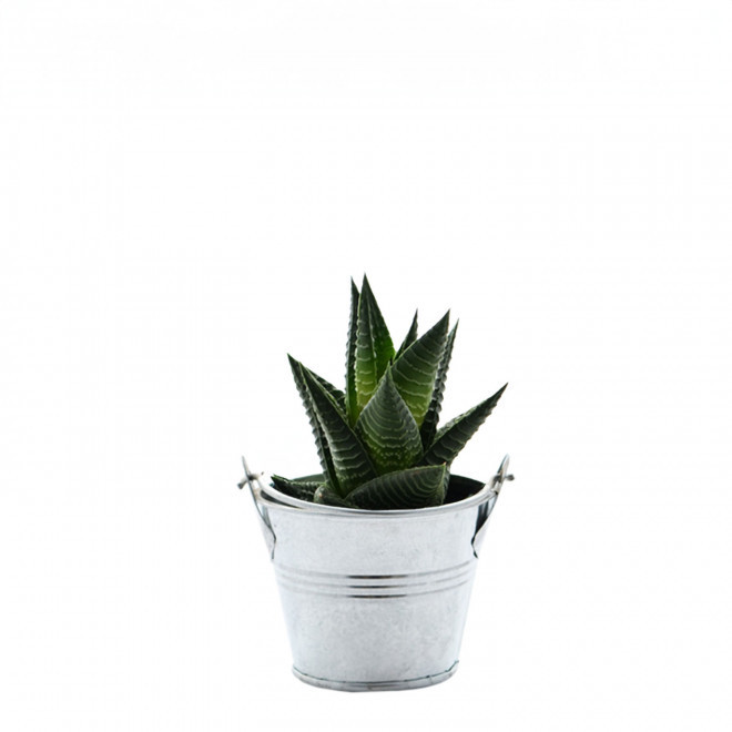 MINI PLANTE EN POT ZINC PERSONNALISABLE 'LIMIFO' - Haworthia Limifolia