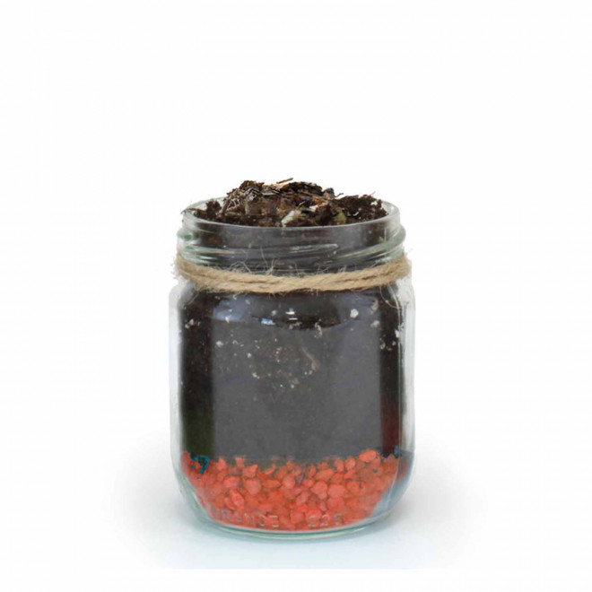 MINI PLANTES DEPOLLUANTES PERSONNALISABLES MIF 'ALORA' - orange