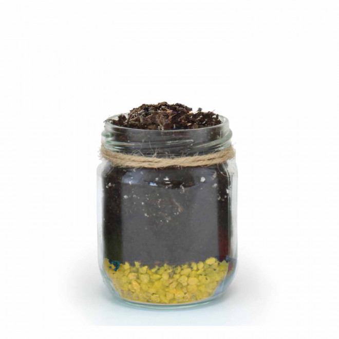 MINI PLANTES DEPOLLUANTES PERSONNALISABLES MIF 'ALORA' - jaune