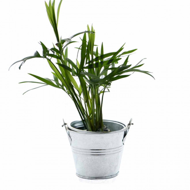 MINI PLANTE EN POT ZINC PERSONNALISABLE 'LIMIFO' - palmier