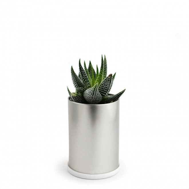 CANETTE À PLANTE DÉPOLLUANTE PERSONNALISABLE 'PLANTY' - Haworthia Concolor