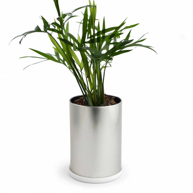 CANETTE À PLANTE DÉPOLLUANTE PERSONNALISABLE 'PLANTY' - palmier