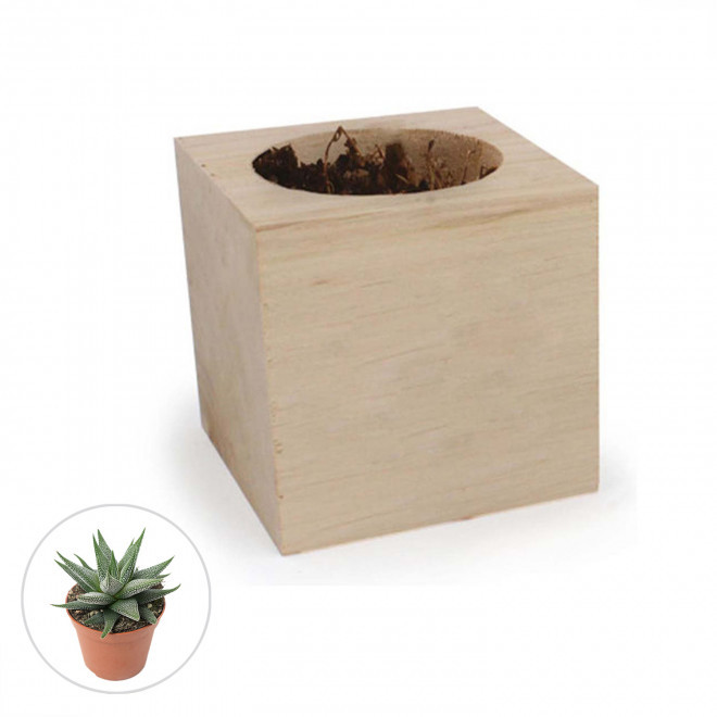 CUBE EN BOIS PUBLICITAIRE AVEC PLANTE OU ARBRE 'HARWOR' - Haworthia Concolor