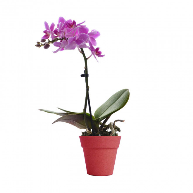 ORCHIDEE PERSONNALISABLE EN POT COLORE 'ORHIDEE' - rouge/rose