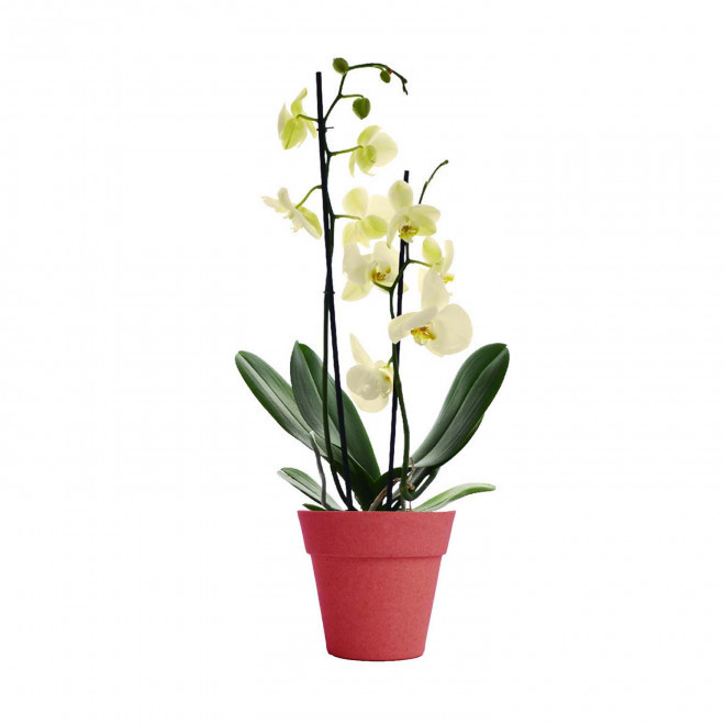 ORCHIDEE PERSONNALISABLE EN POT COLORE 'ORHIDEE' - rouge/jaune