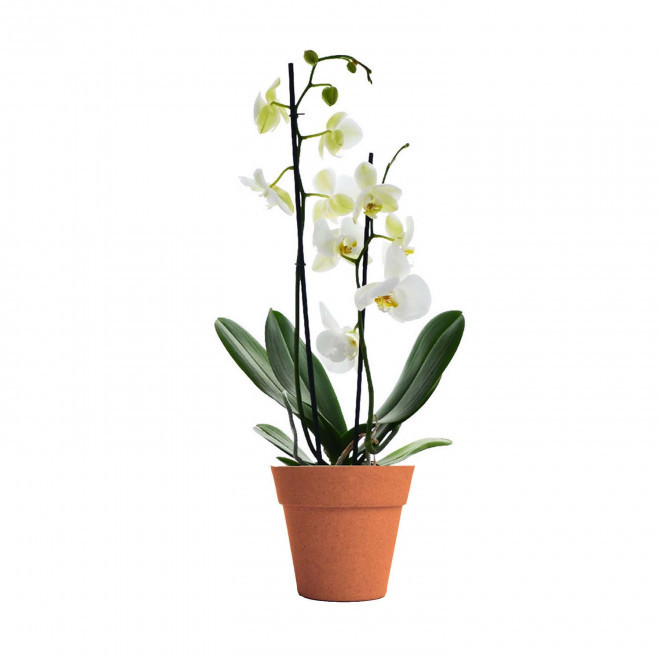 ORCHIDEE PERSONNALISABLE EN POT COLORE 'ORHIDEE' - orange/blanc