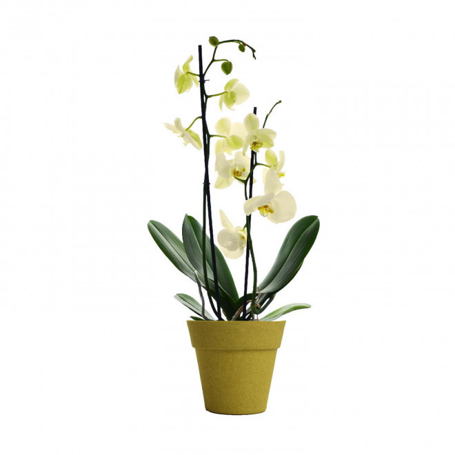 ORCHIDEE PERSONNALISABLE EN POT COLORE 'ORHIDEE' - jaune/jaune