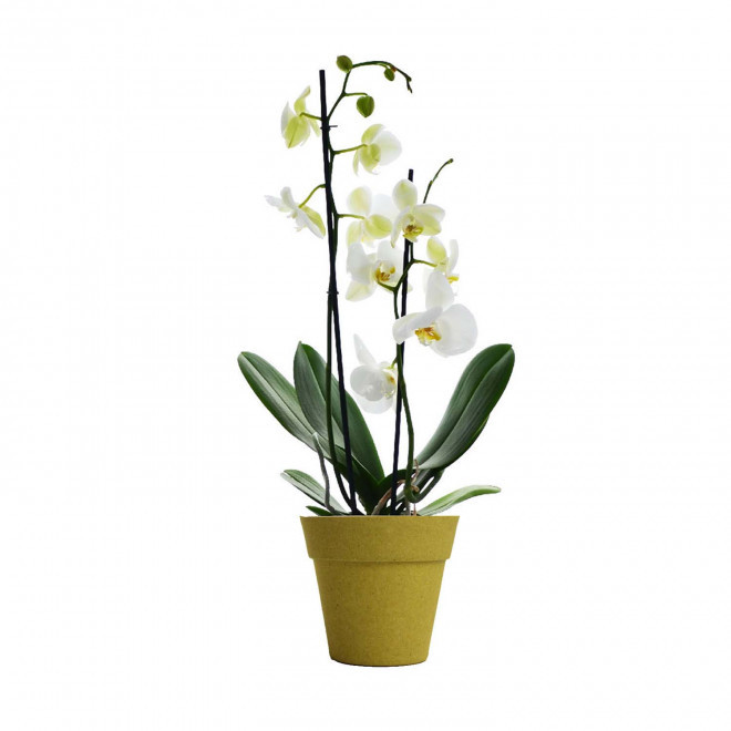 ORCHIDEE PERSONNALISABLE EN POT COLORE 'ORHIDEE' - jaune/blanc