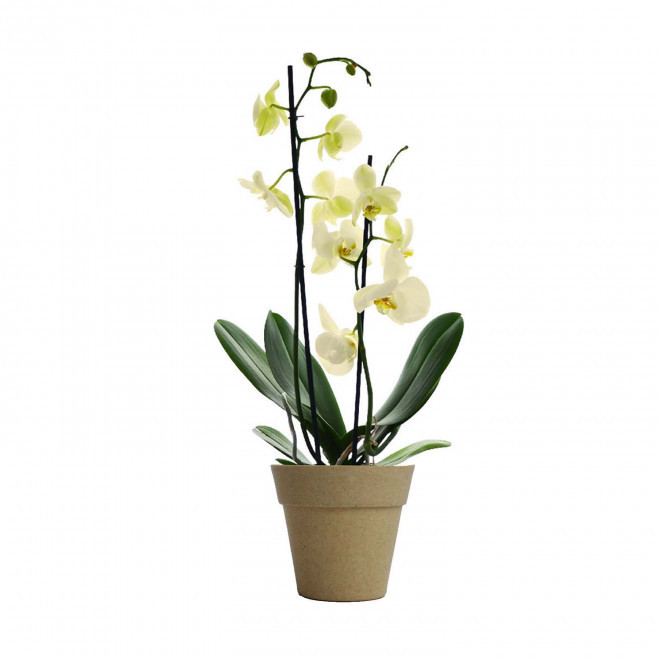 ORCHIDEE PERSONNALISABLE EN POT COLORE 'ORHIDEE' - beige/ jaune