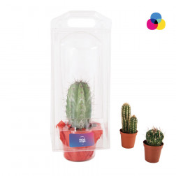 CACTUS EN POT PERSONNALISÉ AVEC SERRE EN PLASTIQUE 'UKUBA'