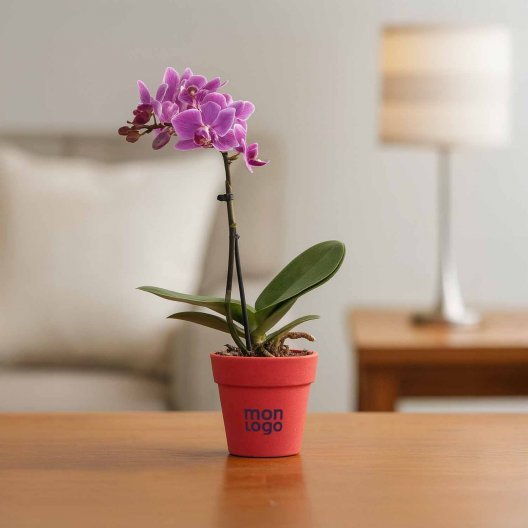 ORCHIDEE PERSONNALISABLE EN POT COLORE 'ORHIDEE'