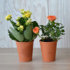 MINI PLANTE FLEURIE EN POT TERRE PERSONNALISABLE 'LIMIFO'