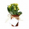 MINI PLANTE FLEURIE EN POT TERRE PERSONNALISABLE 'LIMIFO'