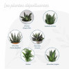 MINI PLANTES DEPOLLUANTES PERSONNALISABLES MIF 'ALORA'